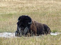 Yellowstone (63).JPG